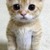 Kitten