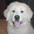 Gracie_great_pyrenees_puppy